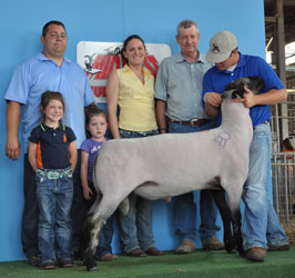 Shroyer Show Stock Sire - Player