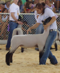 Shroyer Winner