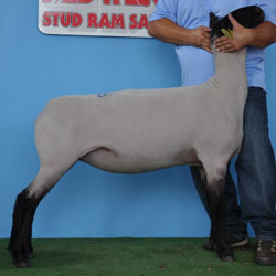 Shroyer Winner