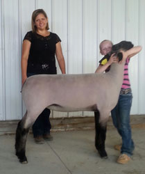 Shroyer ShowStock