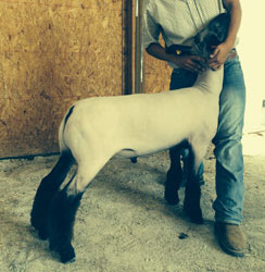 Shroyer ShowStock