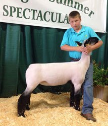 Shroyer Show Stock
