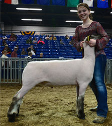 Shroyer Show Stock
