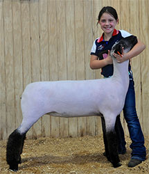 Shroyer ShowStock