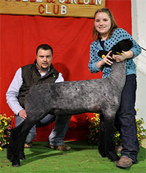 Shroyer ShowStock