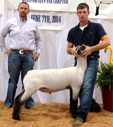 Shroyer ShowStock