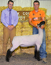 Shroyer Show Stock